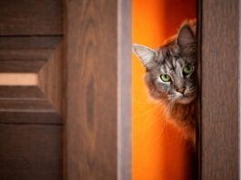 Inserimento di un nuovo gatto