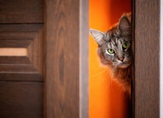 Inserimento di un nuovo gatto: errori che causano conflitti Inserimento di un nuovo gatto