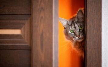 Inserimento di un nuovo gatto: errori che causano conflitti Inserimento di un nuovo gatto