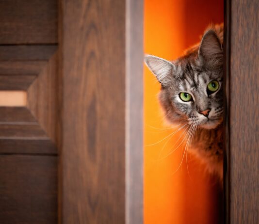 Inserimento di un nuovo gatto