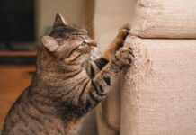 Perché il gatto graffia mobili e divani Perchè il gatto graffia mobili e divani