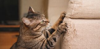 Perché il gatto graffia mobili e divani Perchè il gatto graffia mobili e divani