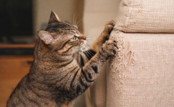 Perchè il gatto graffia mobili e divani