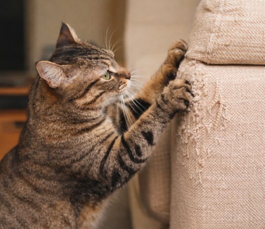 Perchè il gatto graffia mobili e divani