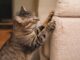 Perché il gatto graffia mobili e divani Perchè il gatto graffia mobili e divani