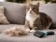 Perdita di pelo nel gatto: cosa è normale e cosa no Perdita di pelo nel gatto