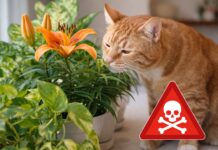 Piante tossiche per il gatto