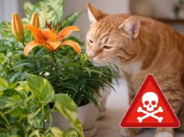 Piante tossiche per il gatto