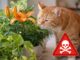 Piante tossiche per il gatto