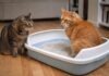 Più gatti, una lettiera sola: perché è quasi sempre un errore Più gatti, una lettiera sola