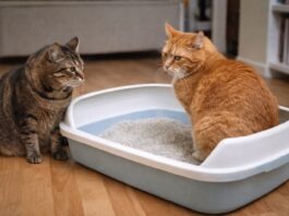 Più gatti, una lettiera sola: perché è quasi sempre un errore Più gatti, una lettiera sola