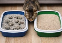 Sabbia agglomerante o non agglomerante