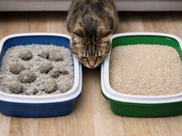 Sabbia agglomerante o non agglomerante