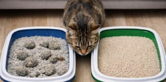 Sabbia agglomerante o non agglomerante: differenze pratiche Sabbia agglomerante o non agglomerante