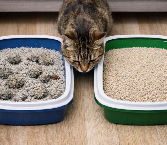 Sabbia agglomerante o non agglomerante