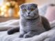 Scottish Fold