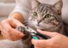 Tagliare le unghie al gatto: quando serve davvero Tagliare le unghie al gatto