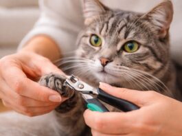 Tagliare le unghie al gatto