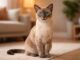 Tonkinese: carattere, caratteristiche e gestione Tonkinese