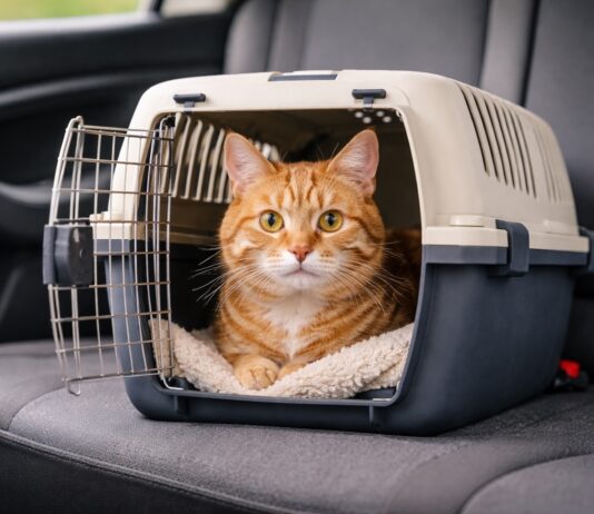 Viaggiare con il gatto senza stress.
