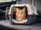 Viaggiare con il gatto senza stress.