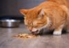 Vomito nel gatto dopo aver mangiato: cause alimentari comuni Vomito nel gatto dopo aver mangiato