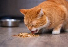 Vomito nel gatto dopo aver mangiato: cause alimentari comuni Vomito nel gatto dopo aver mangiato