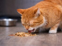 Vomito nel gatto dopo aver mangiato