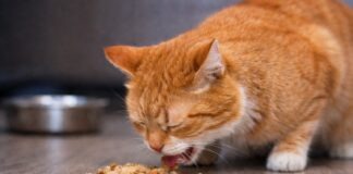 Vomito nel gatto dopo aver mangiato: cause alimentari comuni Vomito nel gatto dopo aver mangiato