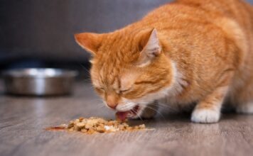 Vomito nel gatto dopo aver mangiato: cause alimentari comuni Vomito nel gatto dopo aver mangiato