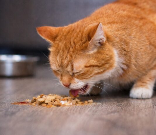 Vomito nel gatto dopo aver mangiato