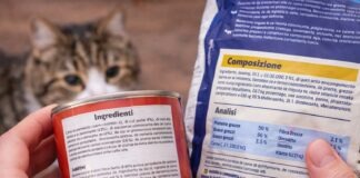 etichetta del cibo per gatti