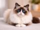 Ragdoll: indole, comportamento e convivenza ragdoll
