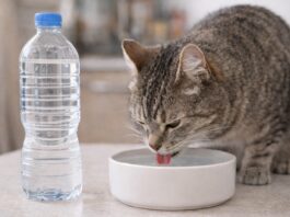 Acqua del rubinetto o in bottiglia per il gatto? Acqua del rubinetto o in bottiglia per il gatto
