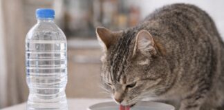 Acqua del rubinetto o in bottiglia per il gatto