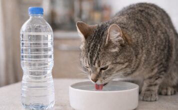 Acqua del rubinetto o in bottiglia per il gatto? Acqua del rubinetto o in bottiglia per il gatto