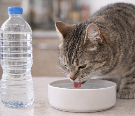 Acqua del rubinetto o in bottiglia per il gatto