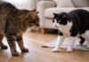 Aggressività verso altri gatti