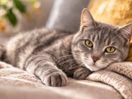 Cambiamenti normali dell’età nel gatto anziano