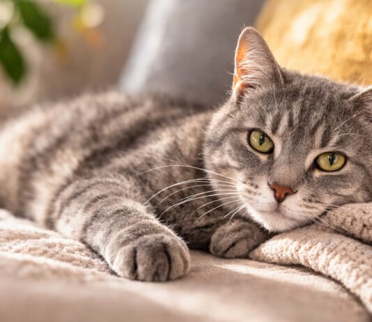 Cambiamenti normali dell’età nel gatto anziano