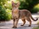 Chausie: carattere, caratteristiche e gestione Chausie
