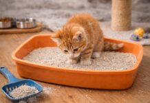 Gattino e lettiera: come impostarla correttamente Gattino e lettiera