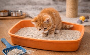 Gattino e lettiera: come impostarla correttamente Gattino e lettiera