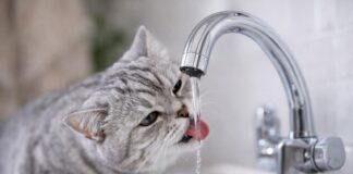 Gatto che beve solo dal rubinetto