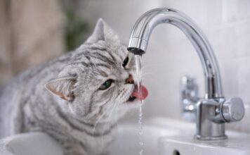 Gatto che beve solo dal rubinetto: perché succede Gatto che beve solo dal rubinetto