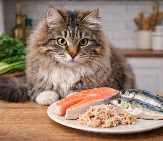 Il gatto può mangiare pesce