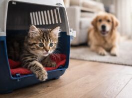 Inserimento graduale