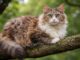 LaPerm: gatto dal mantello riccio, carattere e come gestirlo