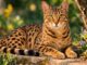 Ocicat: caratteristiche, carattere e origine del gatto maculato Ocicat