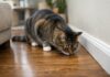Odore di pipì persistente: perché il gatto continua a tornare lì Odore di pipì persistente